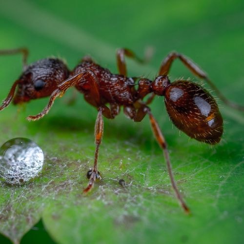 Manger des tacos aux fourmis géantes 