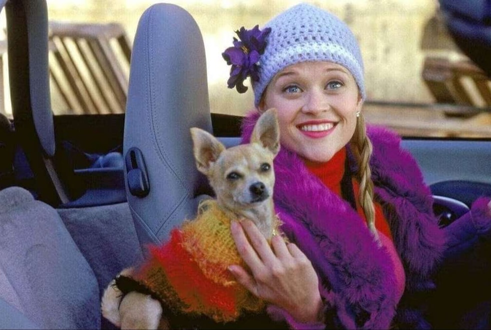 La Revanche d’une blonde : le film culte des années 2000 va être adapté en série