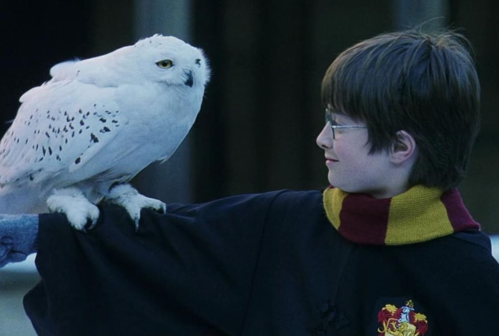 Harry Potter : qui a tué Hedwige?
