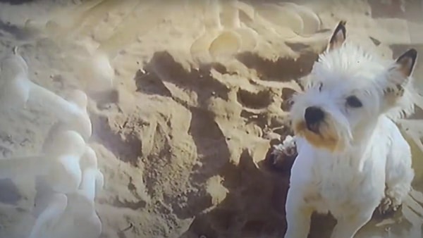 idefix-asterix-et-obelix-mission-cleopatre