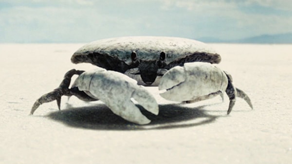 crabe-antre-de-davy-jones-pirates-des-caraibes