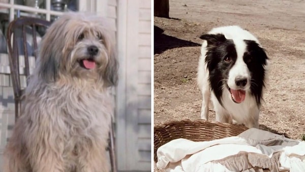 jack-et-bandit-chiens-laura-ingalls-la-petite-maison-dans-la-prairie
