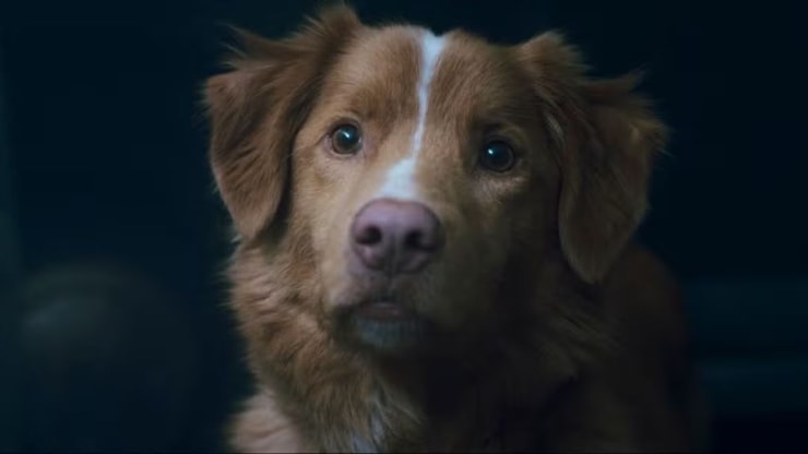 Good Boy : c’est quoi ce film d’horreur avec un chien ? Pourquoi n'est-il resté que 48h au cinéma ? Va-t-il ressortir en salle ?