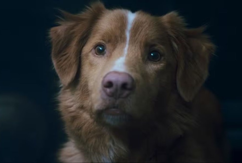 Good Boy : c’est quoi ce film d’horreur avec un chien ? Pourquoi n’est-il resté que 48h au cinéma ? Va-t-il ressortir en salle ?