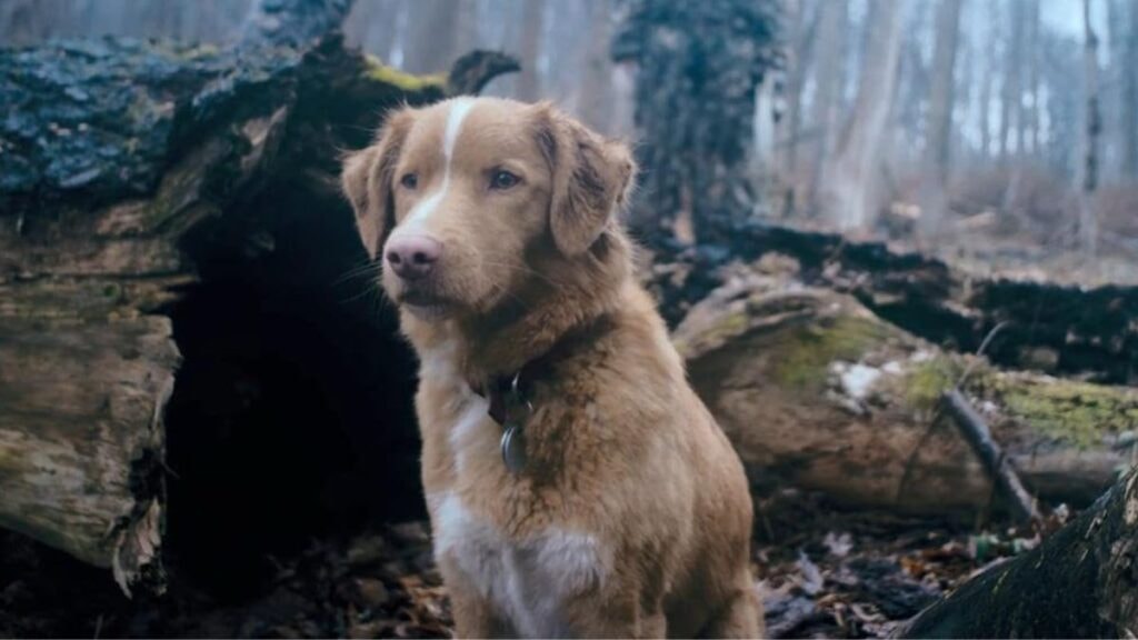 le chien indy dans good boy