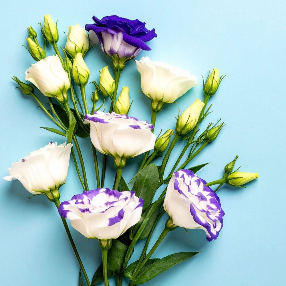 Des lisianthus 