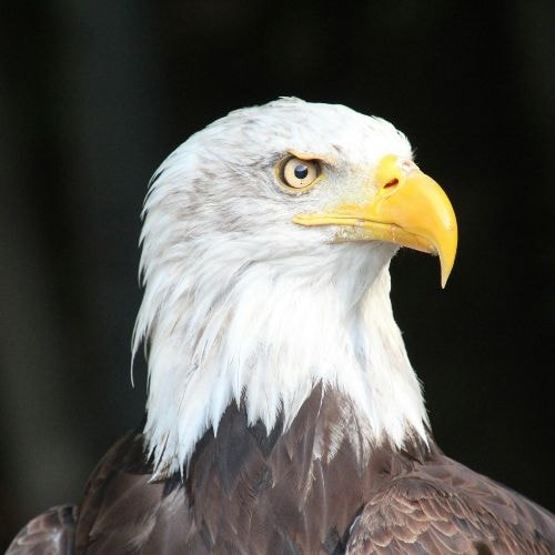 Un aigle royal