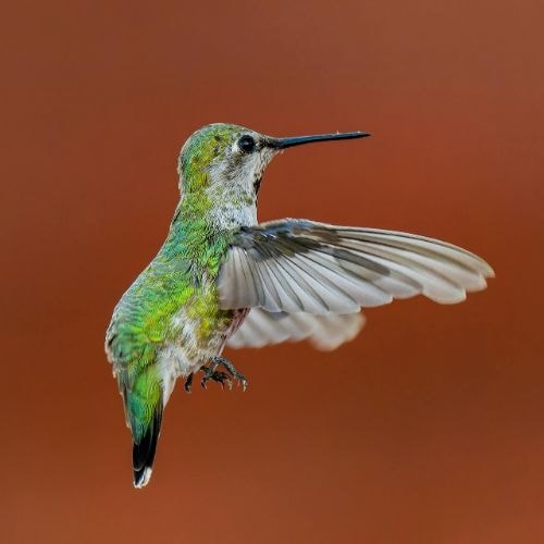 Un colibri