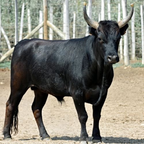 Un taureau