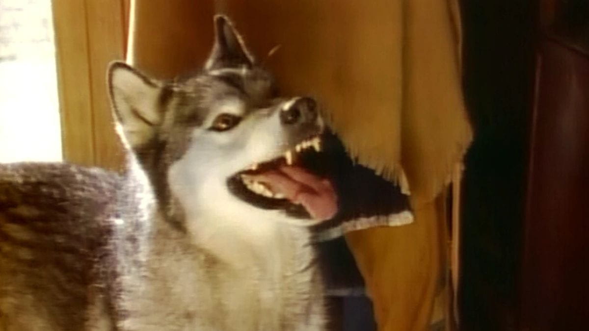 Quiz : ces 10 images viennent-elles de La Petite Maison dans la Prairie ou Docteur Quinn femme médecin ?